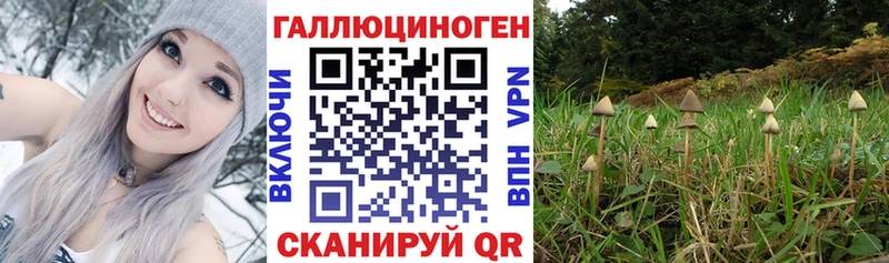 Псилоцибиновые грибы Cubensis  Купить  Жиздра 